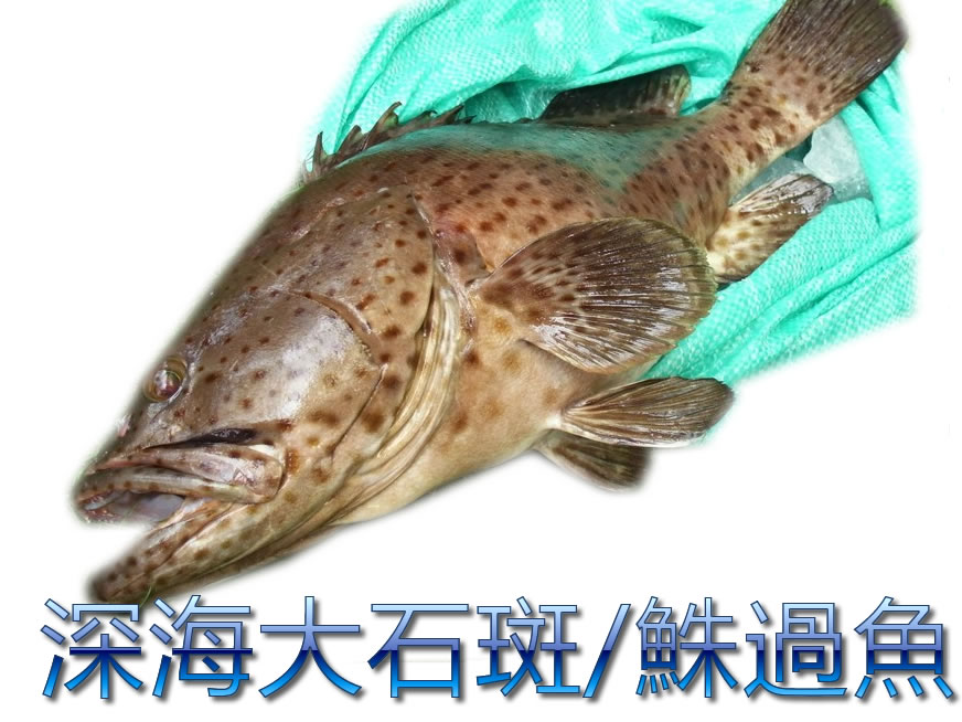 【魚大俠】FH065超低溫活體船凍深海大石斑/俗稱鮢過魚,適合魚湯 清蒸 三杯皆宜