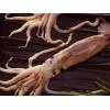 【魚大俠】SD003阿根廷魷魚200/300