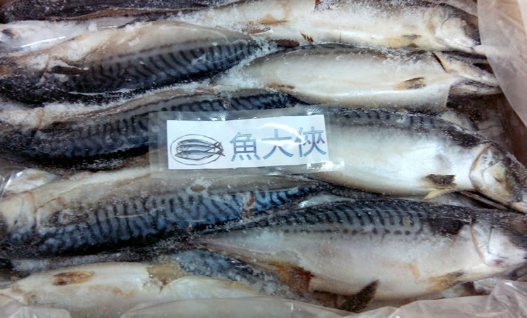 【魚大俠】FH076破皮NG福利品 鹽漬挪威鯖魚6KG/件 尾數不定 足重出貨 庫存約200件 當季NG新品
