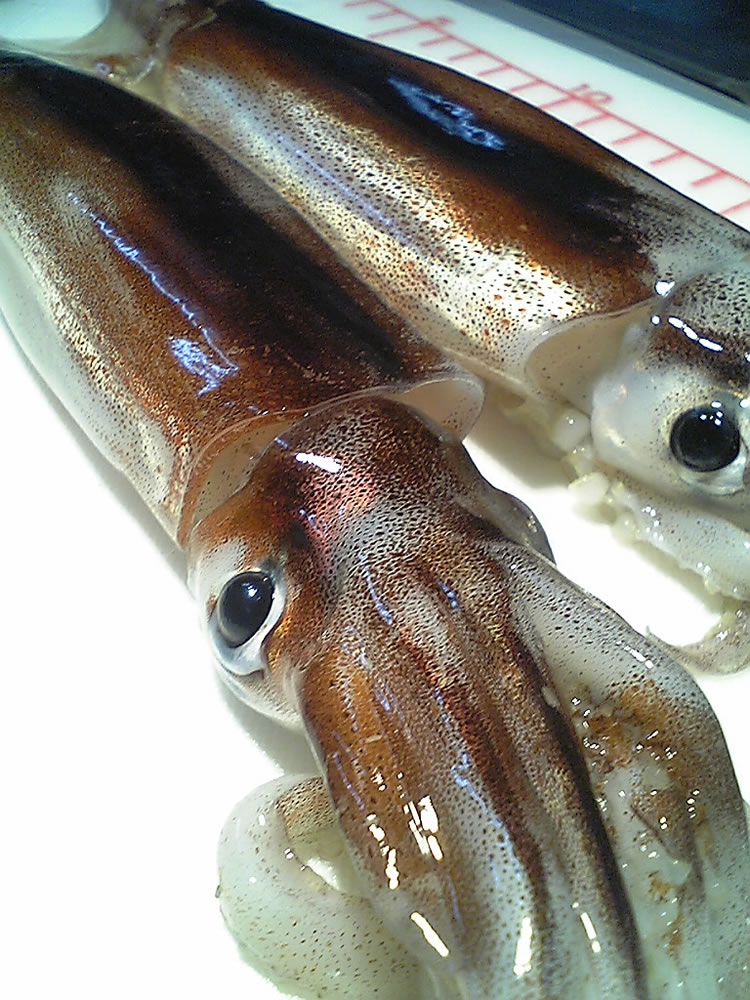 【魚大俠】SD027北海道函館活凍真魷魚(約350g尾)