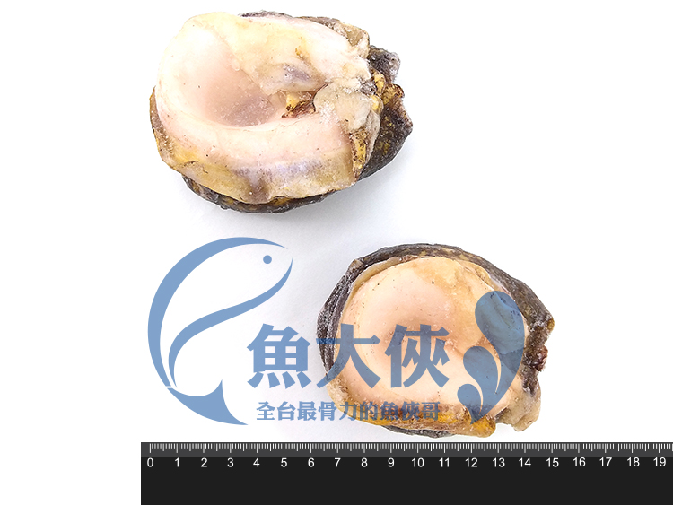 D2【魚大俠】BC028南美貝Locos螺肉(約300g/2顆/包)