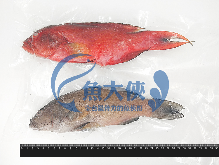 C1【魚大俠】FH102三去紅條/燕條石斑魚(約400g/尾)