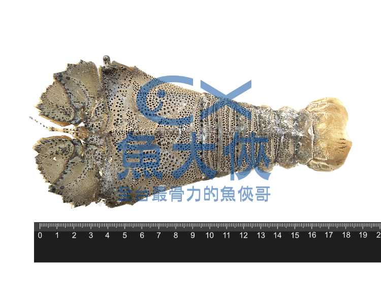 1J2A【魚大俠】SP091斯里蘭卡蝦蛄(約100~150g/尾)
