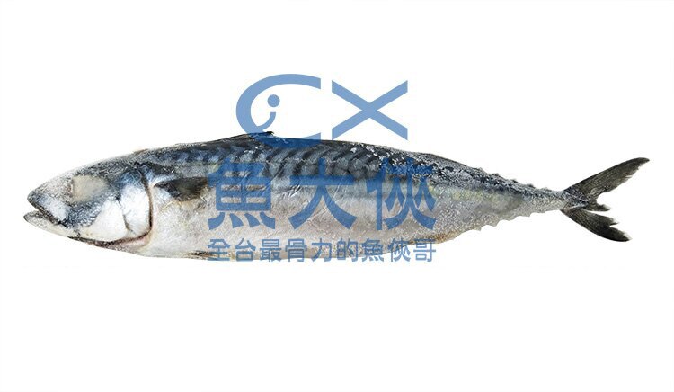 〖試吃促銷〗薄鹽漬挪威鯖魚(460g±10%/尾)#只要88元 #無真空-1D1A【魚大俠】PT017