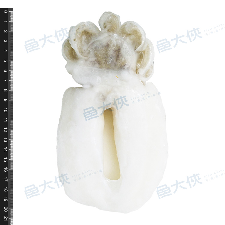 鮮凍二去花枝(約220g/尾)-1C7A【魚大俠】SD041