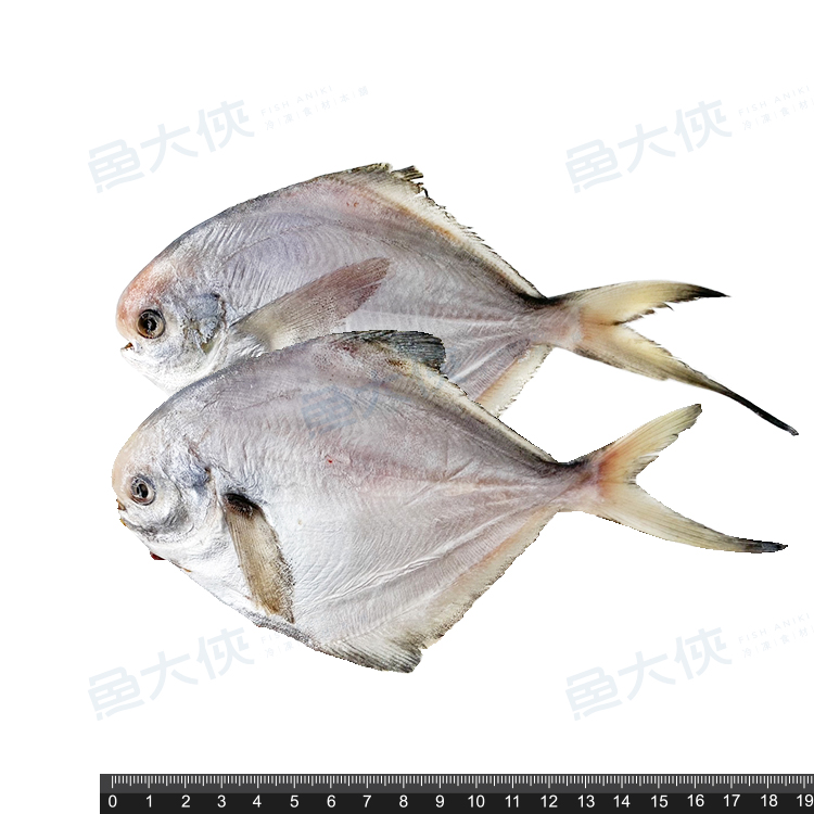 〖推推〗效期10.20二去-小白鯧魚(2尾/170g/30%冰/包)-2E4A【魚大俠】FH364