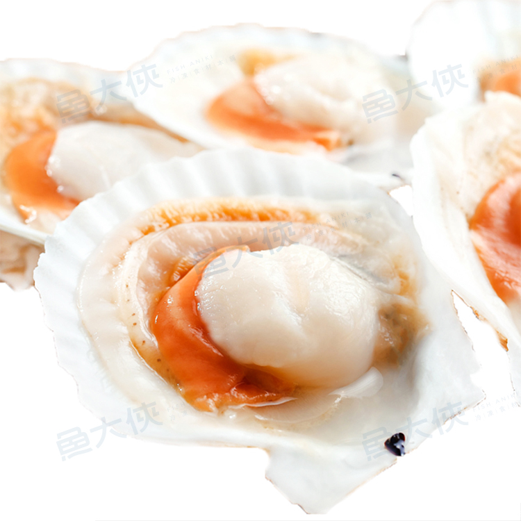 半殼扇貝(5-6cm規格/約16顆/500g/包) #5-6 #包裝易破損-1A6A【魚大俠】BC074