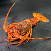 法國-生凍龍蝦(250~300g/尾)-2D1B【魚大俠】SP151